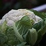 foto coliflor