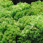 foto escarola