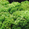 foto escarola