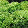 foto escarola