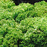 foto escarola