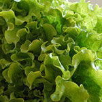 foto lechuga
