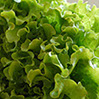 foto lechuga