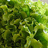 foto lechuga