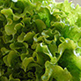 foto lechuga