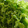 foto lechuga