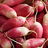 foto rabanos
